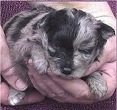 Close up - A tiny blue merle Pomapoo is being held in a persons hands.