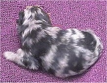 The tiny back of a blue merle Pomapoo puppy laying on a blanket.