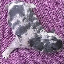 Top down view of a small blue merle Pomapoo puppy that is laying on a blanket.