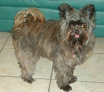 A longhaired, grey with black and tan Pomapoo is standing on a tiled floor and it is looking forward. Its mouth is open and its tongue is out. It has longer fringe hair on its tail.