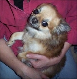 Top down view of a brown with tan Pomchi puppy that is laying in the arms of a person. The dog is looking up and forward.