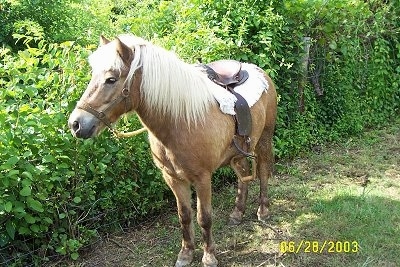 A tan with white Pony is standing next to a line of bushes and it is looking to the left. It has a saddle on its back.