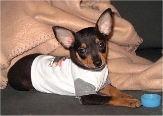 The left side of a black with tan Prazsky Krysarik puppy wearing a white shirt. The puppy is looking forward. There is a blue cap in front of its mouth.