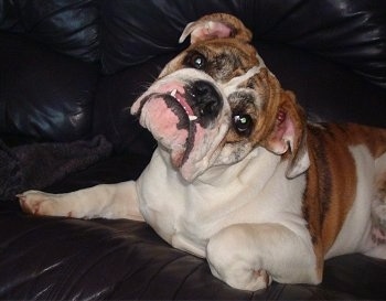 Precious the English Bulldog laying on a black leather couch with her head tilted to the right