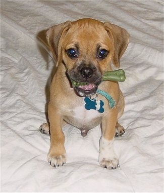 Front view - A tan with white Puggle puppy is sitting on a persons white bed and it is looking up chewing on a green bone.