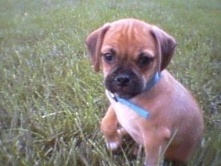 A red with white Puggle puppy is sitting in grass and it is looking forward. Its right paw is in the air.