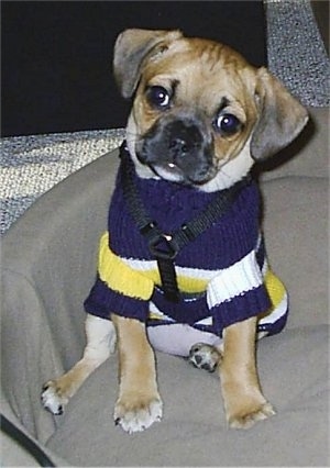 A tan with black Puggle puppy is sitting in a tan dog bed and it is looking forward. Its head is tilted to the right and it is wearing a blue with white and yellow sweater.