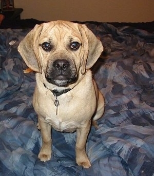 Front view - A tan with black Puggle is sitting on a person's blue bed and it is looking forward. It has Beagle type ears that hang down.