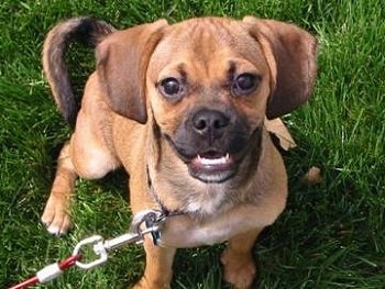 Top down view of a red with white and black Puggle puppy sitting in grass smiling.