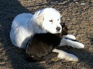 A Great Pyrenees is laying in dirt and under its neck is a black cat