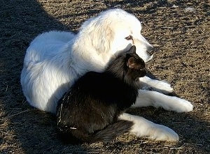 A Great Pyrenees is laying in dirt next to a black cat