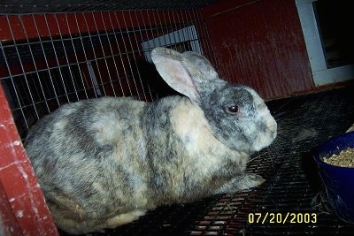 A grey, white and light tan rabbit with large stand up ears inside of a red rabbit hutch