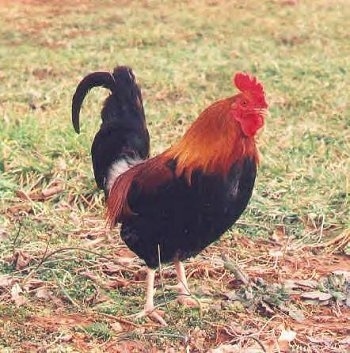 Side view - A brown and black with white and red Rooster is standing in grass looking to the right.