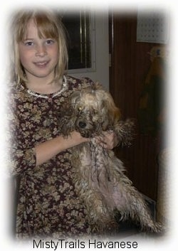 A blonde-haired girl is holding up a small dirty dog by the front under its legs.