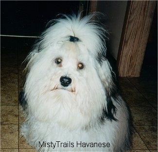 A fluffy, long haired, white with black dog is sitting on a tiled floor and it is looking forward. Its hair is tied up.