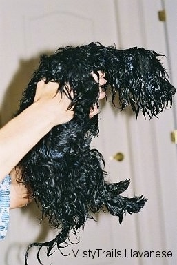 The right side of a dripping wet black longhaired puppy that is being held in the air by a persons hand and it is looking to the right.