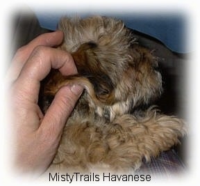 Close up - A brown with black puppy is having the side of its head touched by a person who is rubbing its ear.