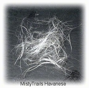 A pile of white hair on the ground.