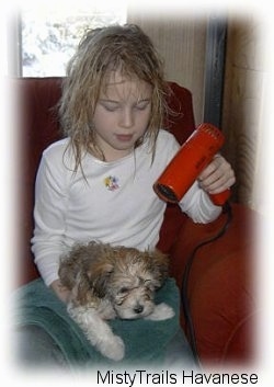 A girl in a white shirt is blow drying a wet dog with a red blow dryer that is laying in her lap.