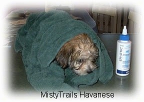 A small wet brown with black puppy is laying on a table, it is wrapped in a green towel, it is looking down and to the right. There is a bottle of ear drying solution to the right of it.