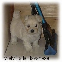 Close up - A small white with tan Havanese puppy is standing on a tiled floor and to the right of it is a mop.