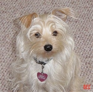 Close up - A long coated small tan Schnoodle is sitting on a carpet and it is looking up. Its ears fold over in a v-shape on the top of its head.