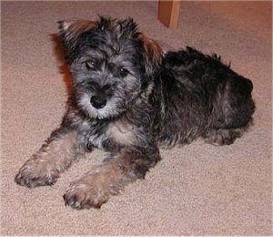A black with tan Schnoodle puppy is laying across a carpet, its head is slightly tilted to the right and it is looking forward. It has a wavy coat.
