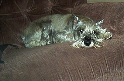 A grey Miniature Schnauzer is laying down on a brown cloth couch.