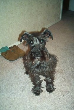 A black Miniature Schnauzer is sitting on a tan carpet and it is looking up. there is a brown pair of shoes behind it against the tan wall with a green pair of socks inside of them.