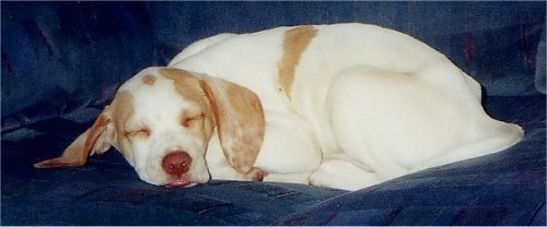 A white with tan Pointer puppy is sleeping on a blue couch.