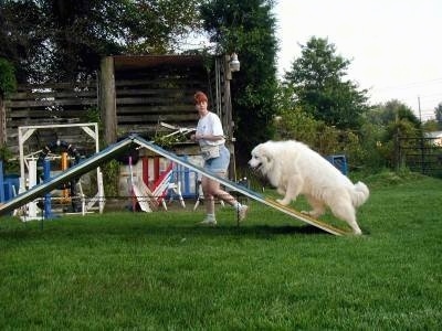 A Great Pyrenees is climbing an obstacle on an agility course. There is a lady jogging beside it.