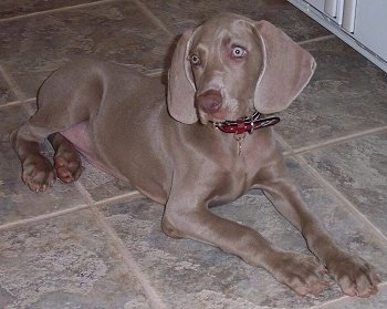 The front right side of a Weimaraner puppy that is laying across a tiled floor. The dog has wide round silver eyes and big wide drop ears.