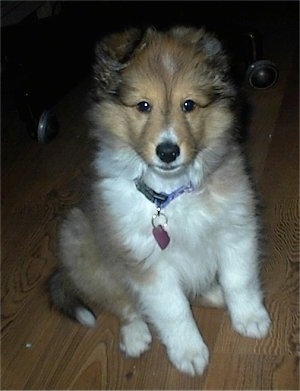 Close up front view - A fluffy brown and white Shetland Sheepdog puppy is sitting on a hardwood floor and it is looking forward.