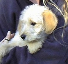 Close up - A blonde Shepadoodle puppy is laying in the arms of a person in a blue fleece jacket. The puppy is looking to the left. It has darker tan ears and a lighter body with black eyes.