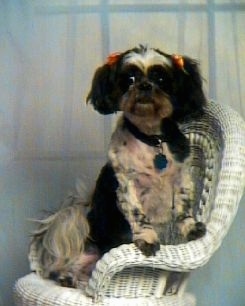 A shaved black and tan Shih-Tzu has bows in each ear and is standing on the side of a white wicker chair and she is looking forward.