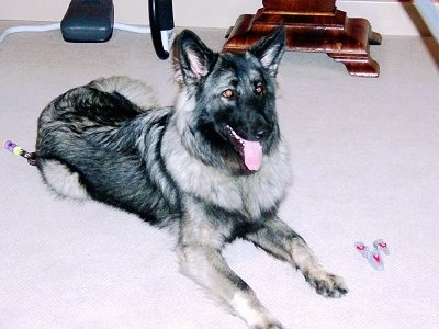 Front side view - A black and grey with tan Shiloh Shepherd is laying on a carpet and it is looking to the right, its mouth is open and its tongue is sticking out. It has large perk ears, a black nose and golden brown eyes.