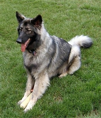The front left side of a thick coated, black and grey with tan Shiloh Shepherd that is sitting in grass. It is looking to the left, its mouth is open and its tongue is sticking out. It has a glow in the dark toy between its front paws.