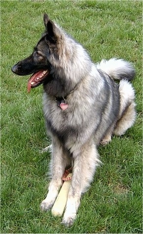 Front side view - A long coated, black and grey with tan Shiloh Shepherd is sitting in grass and it is looking to the left. Its mouth is open and its tongue is sticking out. It has a toy between its front paws and a heart shaped ID tag hanging from its collar.