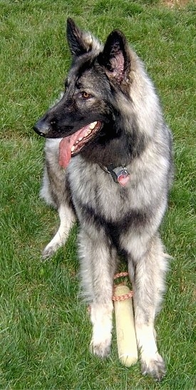 Front view - A thick coated, black and grey with tan Shiloh Shepherd is laying outside in grass, it is looking to the left, its mouth is open, its tongue is out and it has a toy in-between its front paws.