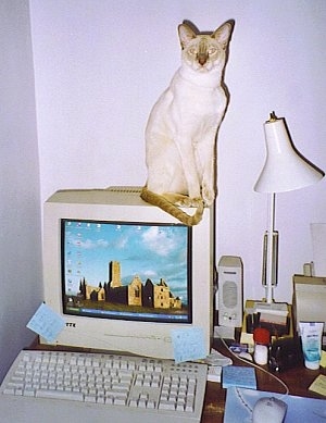 Sid the Siamese Cat is sitting on a CRT monitor next to a lamp at a desk and looking directly at the camera holder