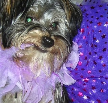 Close up - A black and tan Silky Terrier puppy is looking forward and it is chewing on the light purple feather tutu that it is wearing. Its eyes are glowing green.