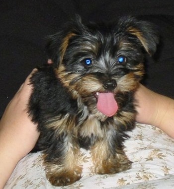 A little fluffy, black and tan Silky Terrier puppy is laying on top of a person, it is looking forward, its mouth is open and tongue is out. The dog looks happy and its eyes are glowing blue.
