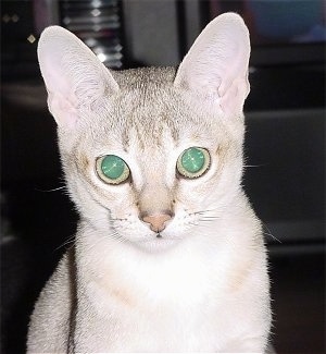 Close Up - A Cat is looking at the Camera Holder with its green eyes. There is a tv playing behind it