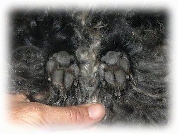 Close up - The freshly cut hair on a dogs feet showing the black pads.