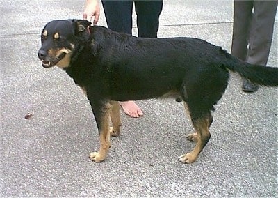 The left side of a large-breed, black with tan Smalandsstovare dog standing across a blacktop surface, its head is turned forward and its mouth is slightly open. It has a long tail with thick fur on it.