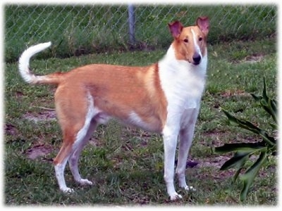 Malcolm the tan and white Smooth Collie is standing in grass and looking towards the camera holder with a chain link fence behind him