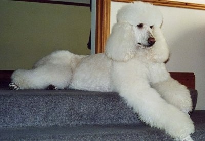 The front right side of a white Standard Poodle dog laying across a blue carpeted step looking to the right. The dog has a brown nose and dark brown eyes.