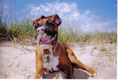 A Boxer puppy is wearing a choke chain collar laying on a beach with sand all over its mouth. 