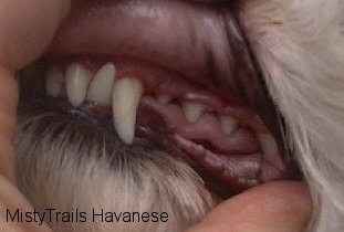 A person is holding up the lips of a dog to expose its clean teeth.