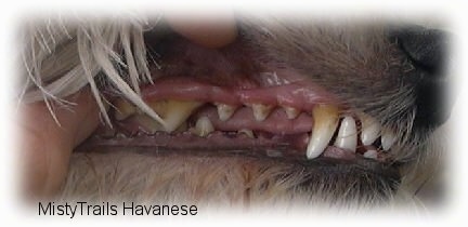 A person is holding up a dogs lip to expose the dirty yellow teeth.